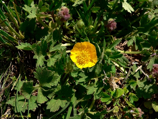{Ranunculus bulbosus}